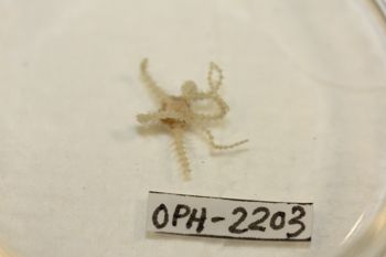 Media type: image;   Invertebrate Zoology OPH-2203 Description: Preserved specimen.;